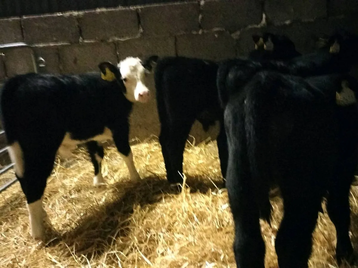 4 super bull calf's - Image 4