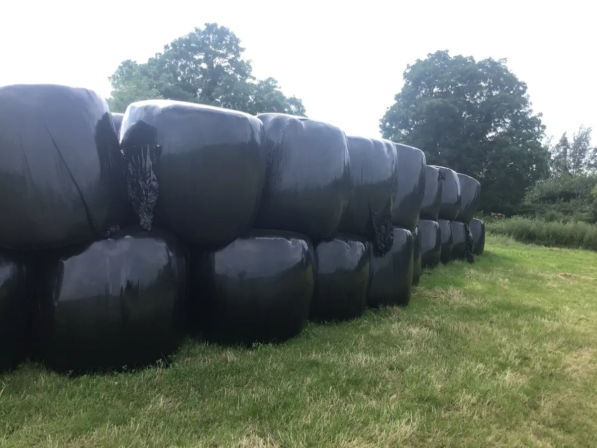 Pit silage and bales of silage - Image 1