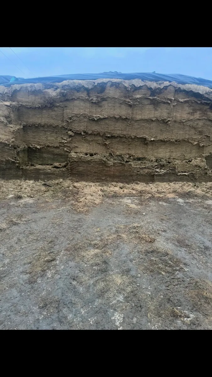 Pit silage - Image 2