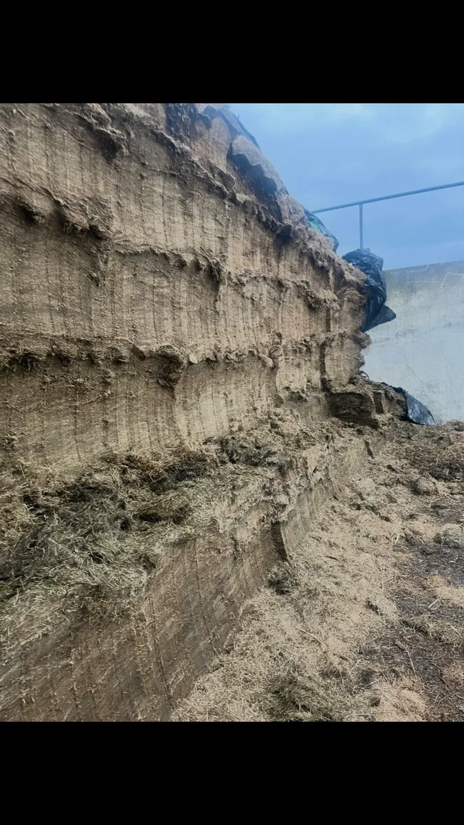 Pit silage - Image 1