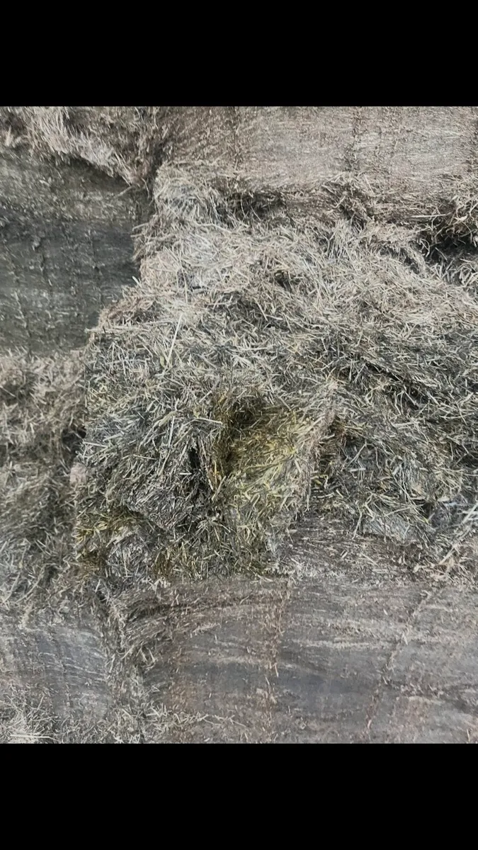 Pit silage - Image 3