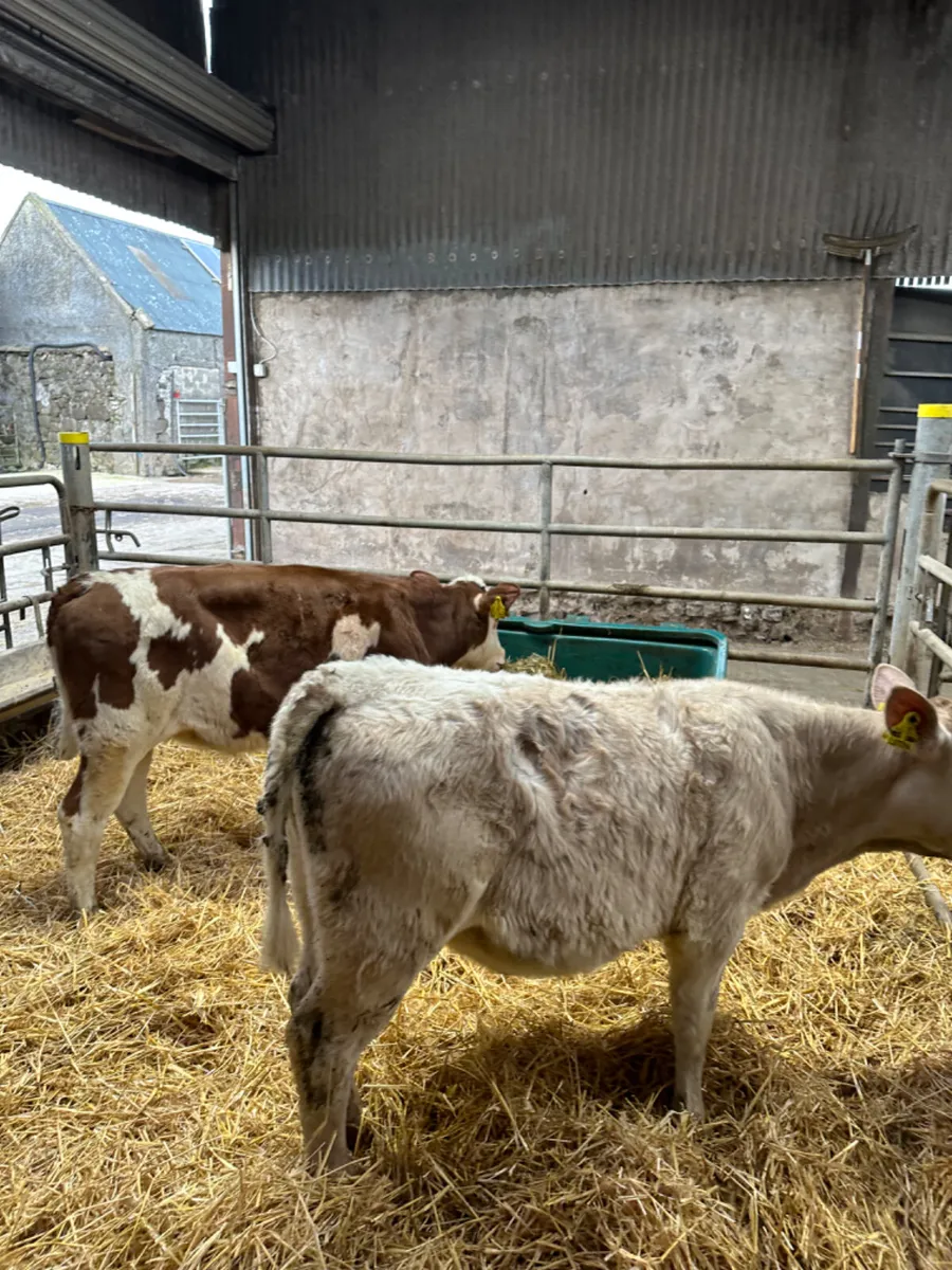 Charolais and Fkv heifer - Image 2