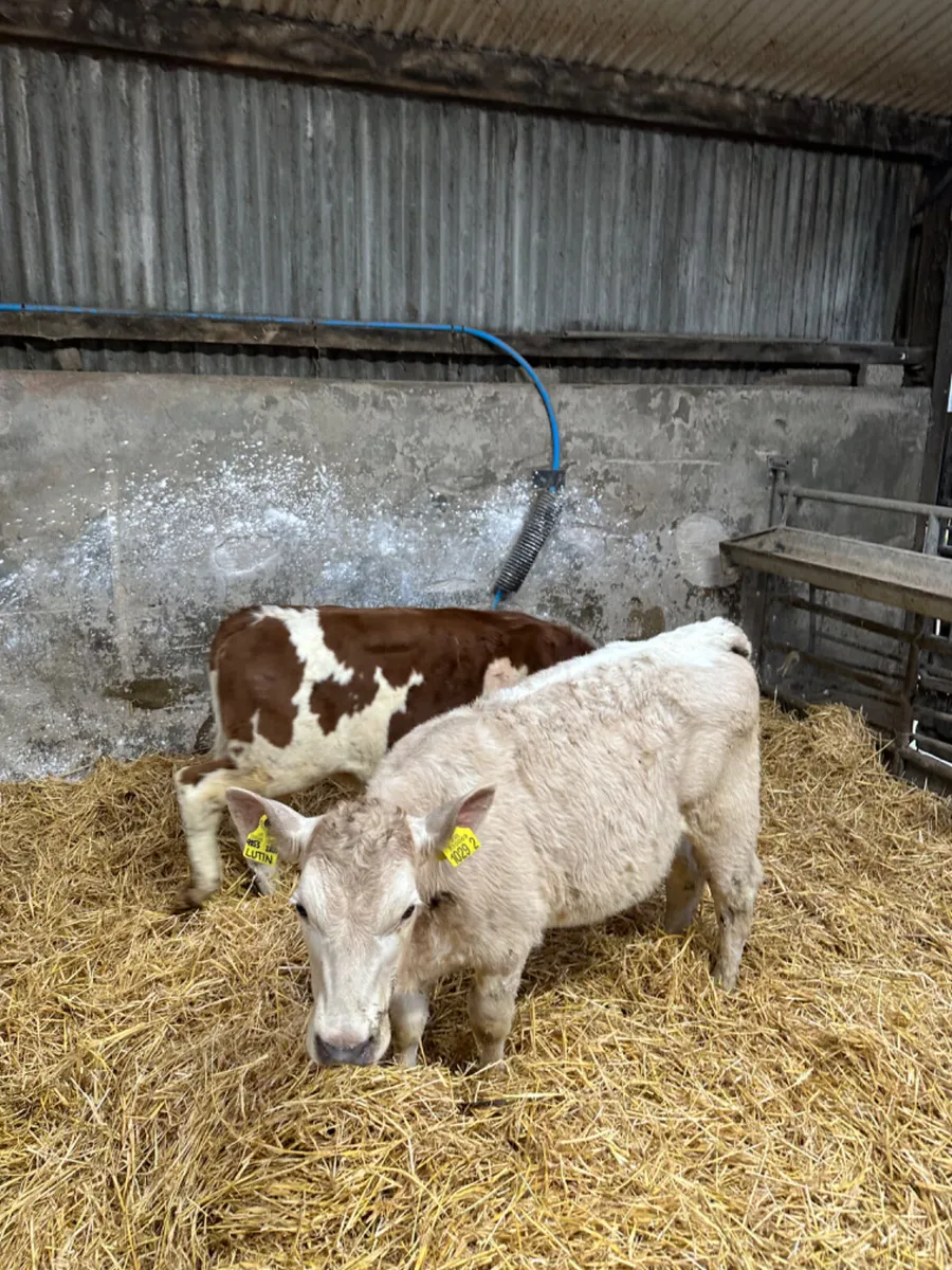 Charolais and Fkv heifer - Image 1