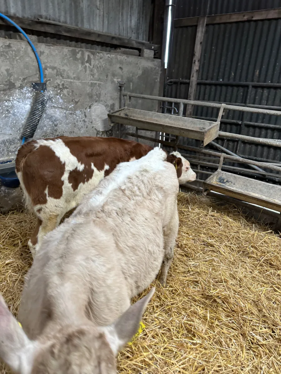 Charolais and Fkv heifer - Image 3