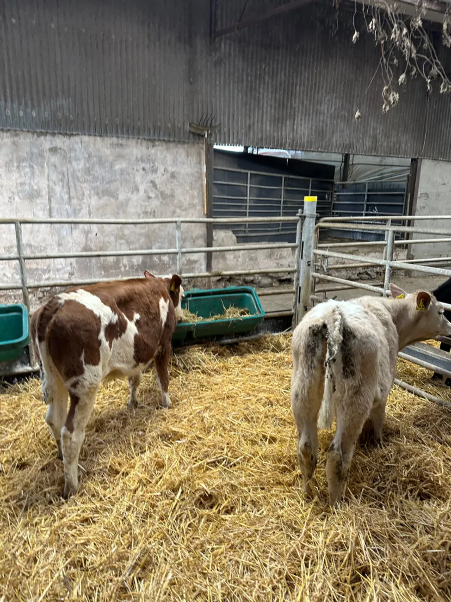 Charolais and Fkv heifer - Image 4