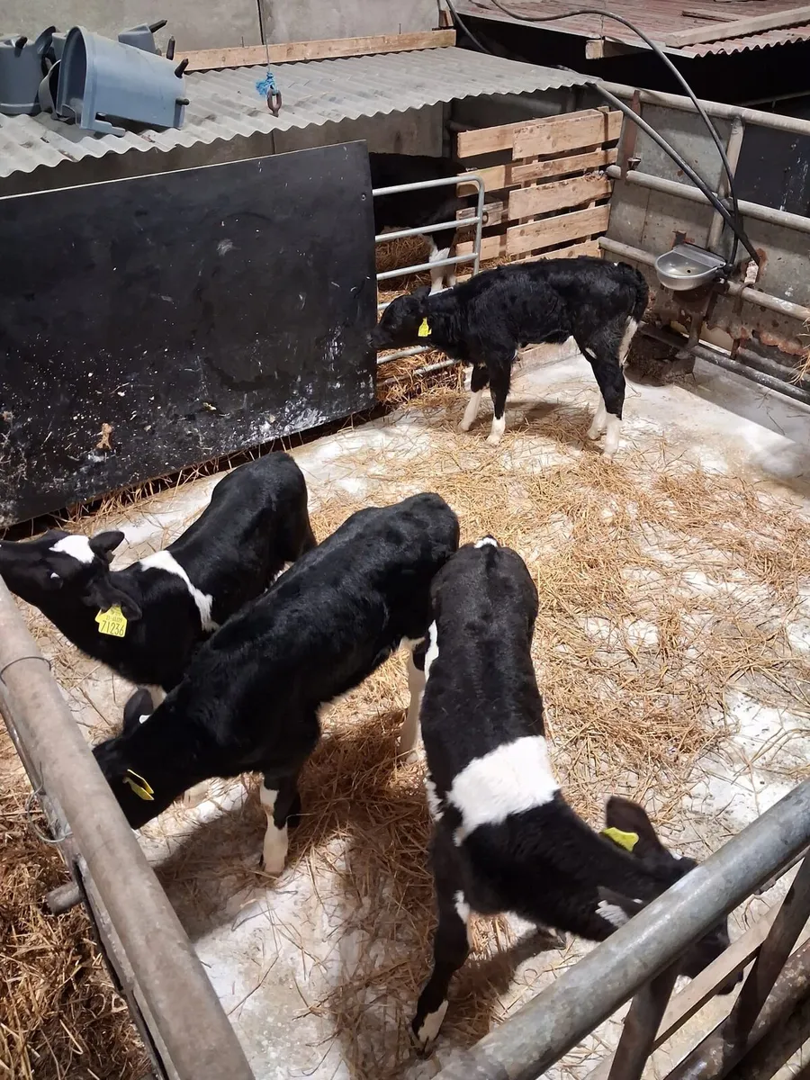 4 ai breed friesian heifer calves - Image 1