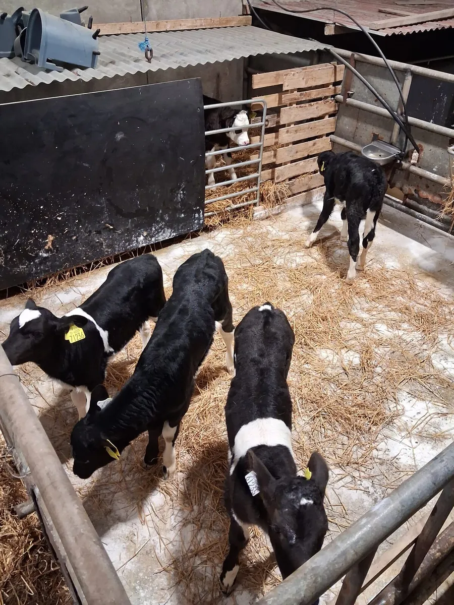4 ai breed friesian heifer calves - Image 2