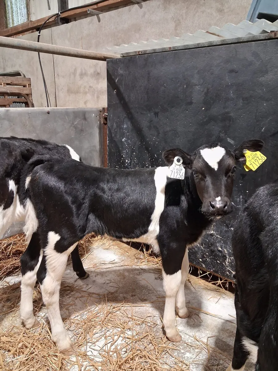 4 ai breed friesian heifer calves - Image 3