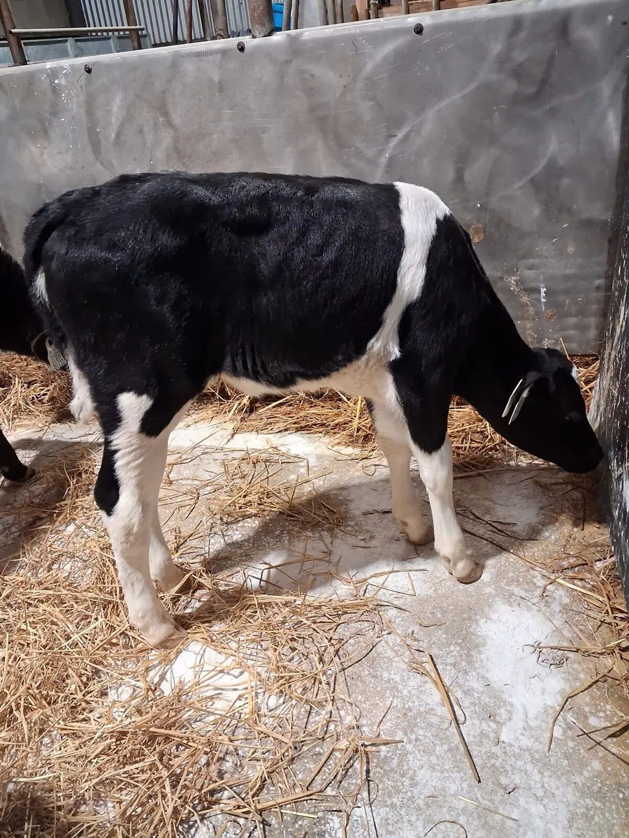 4 ai breed friesian heifer calves - Image 4