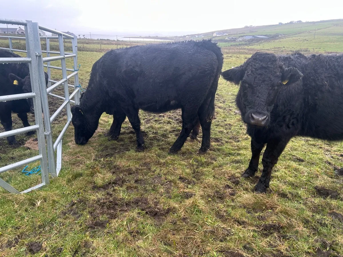 2 organic limousine springers - Image 4