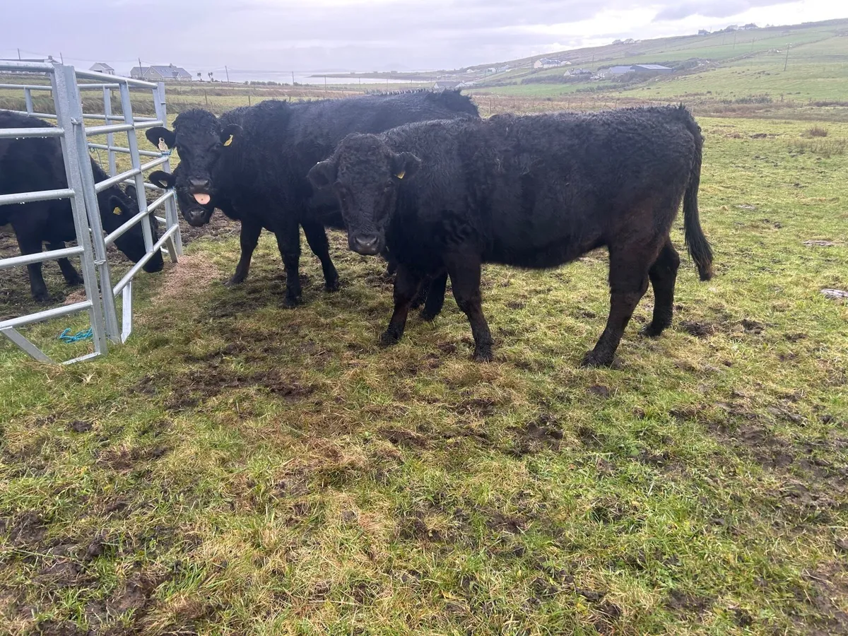 2 organic limousine springers - Image 1