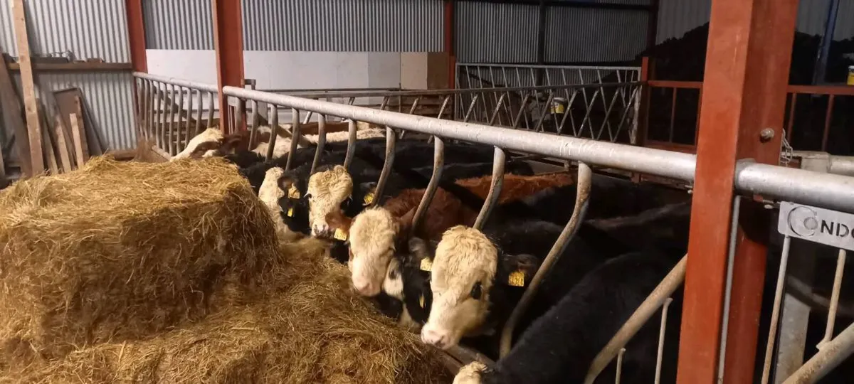Haylage 11 bales Organic - Image 1