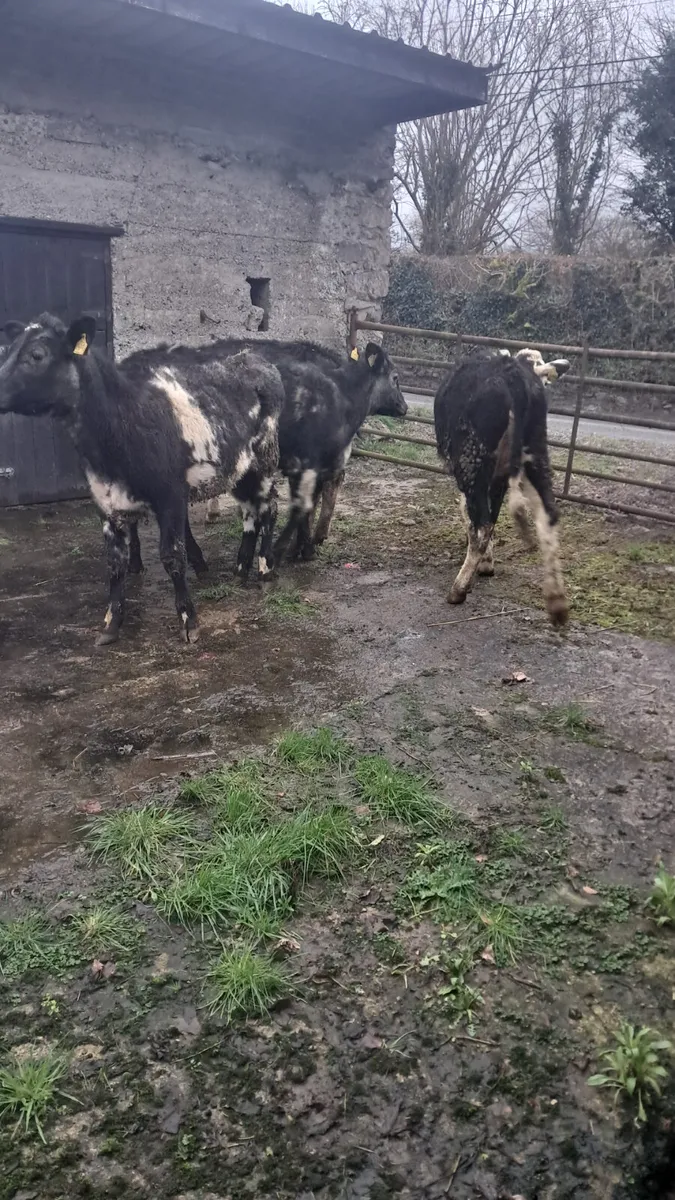 Weanling heifers - Image 1