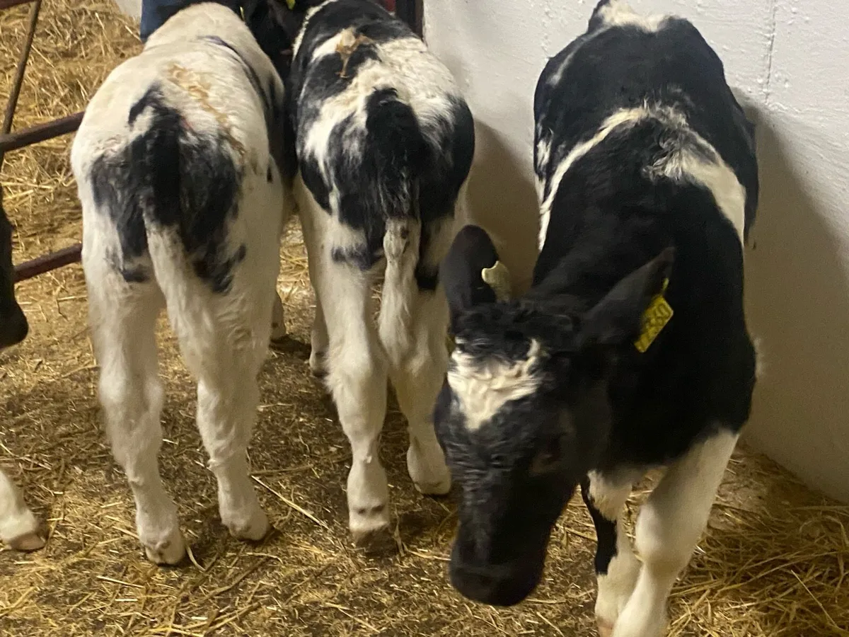 4 Continental Bull Calves - Image 4