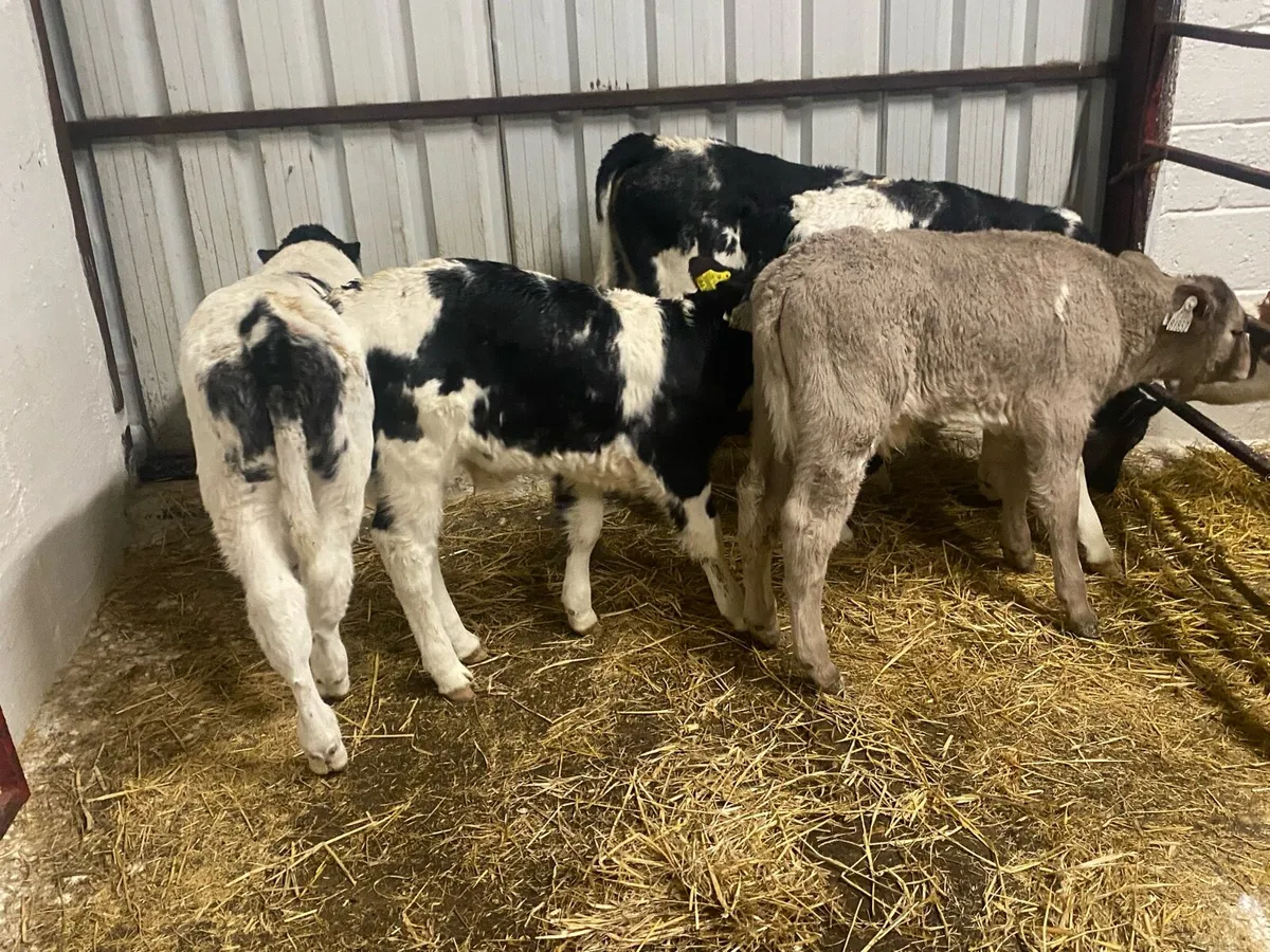 4 Continental Bull Calves - Image 1