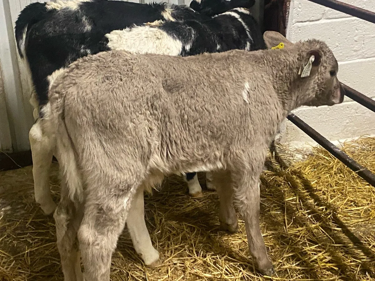 4 Continental Bull Calves - Image 2