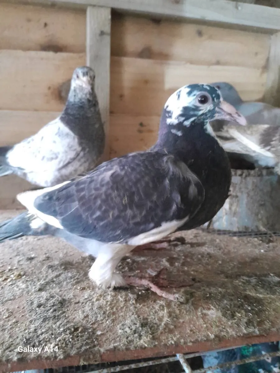 Young racing pigeons - Image 1