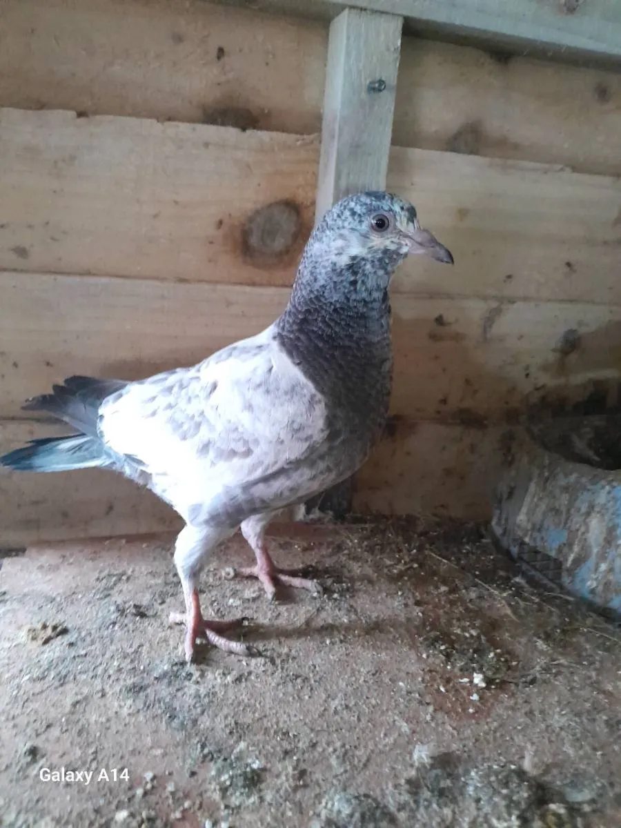 Young racing pigeons - Image 2