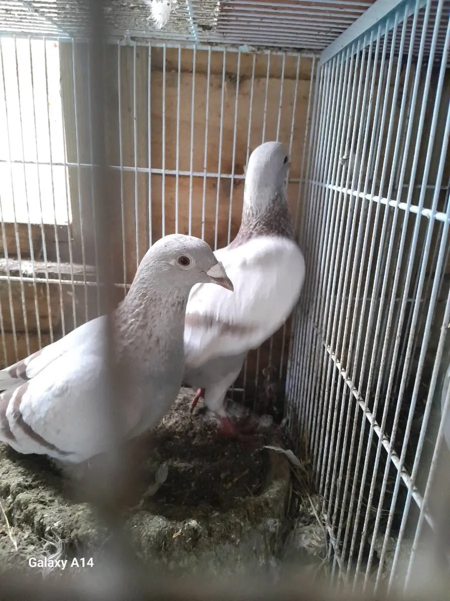 Young racing pigeons - Image 3