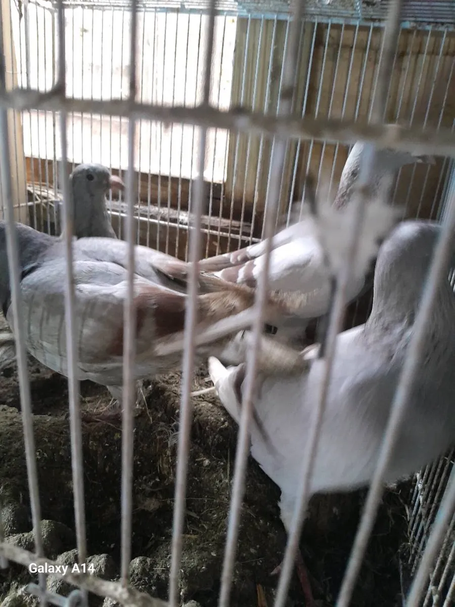 Young racing pigeons - Image 4
