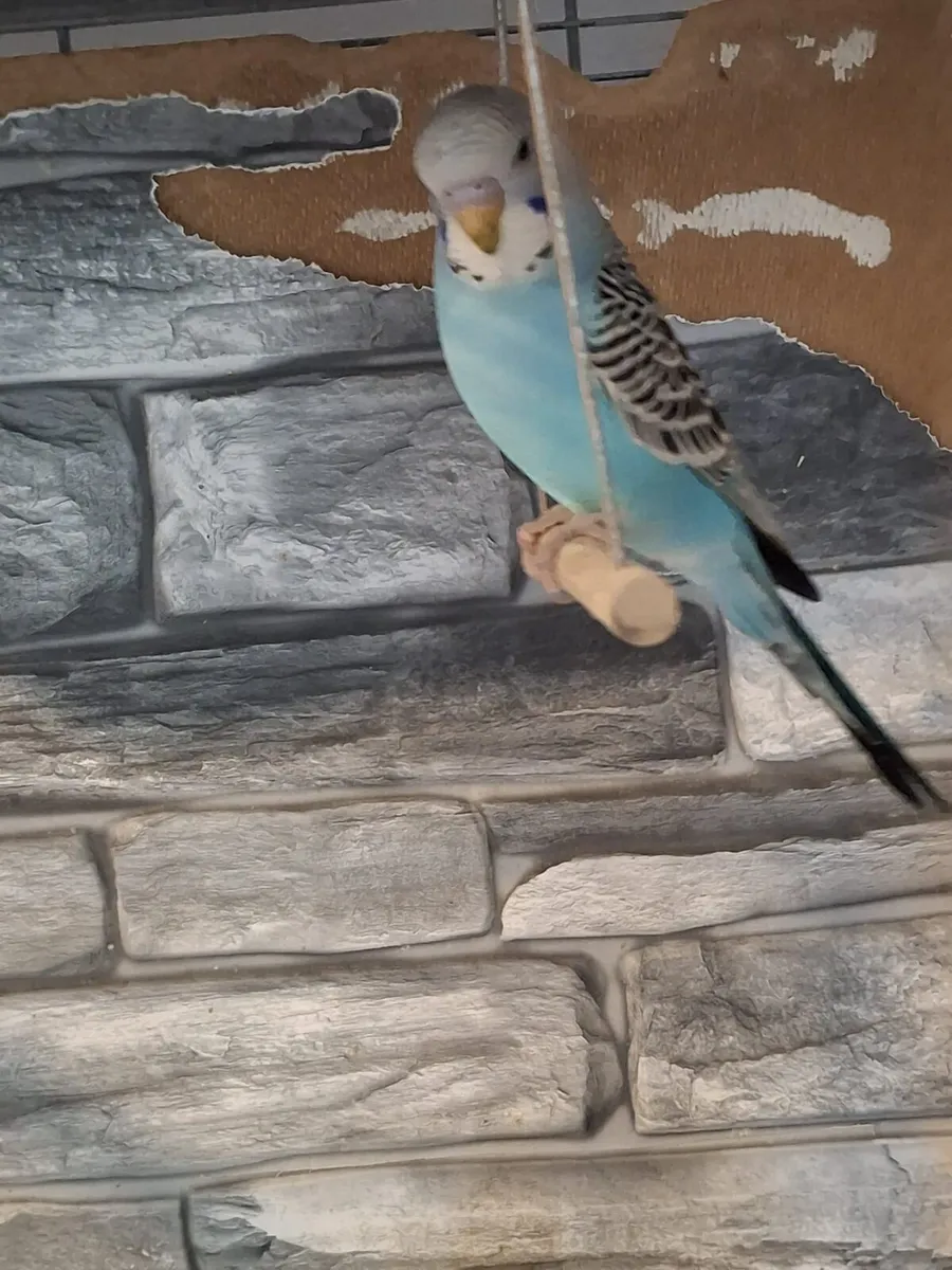Pair of budgies - Image 1
