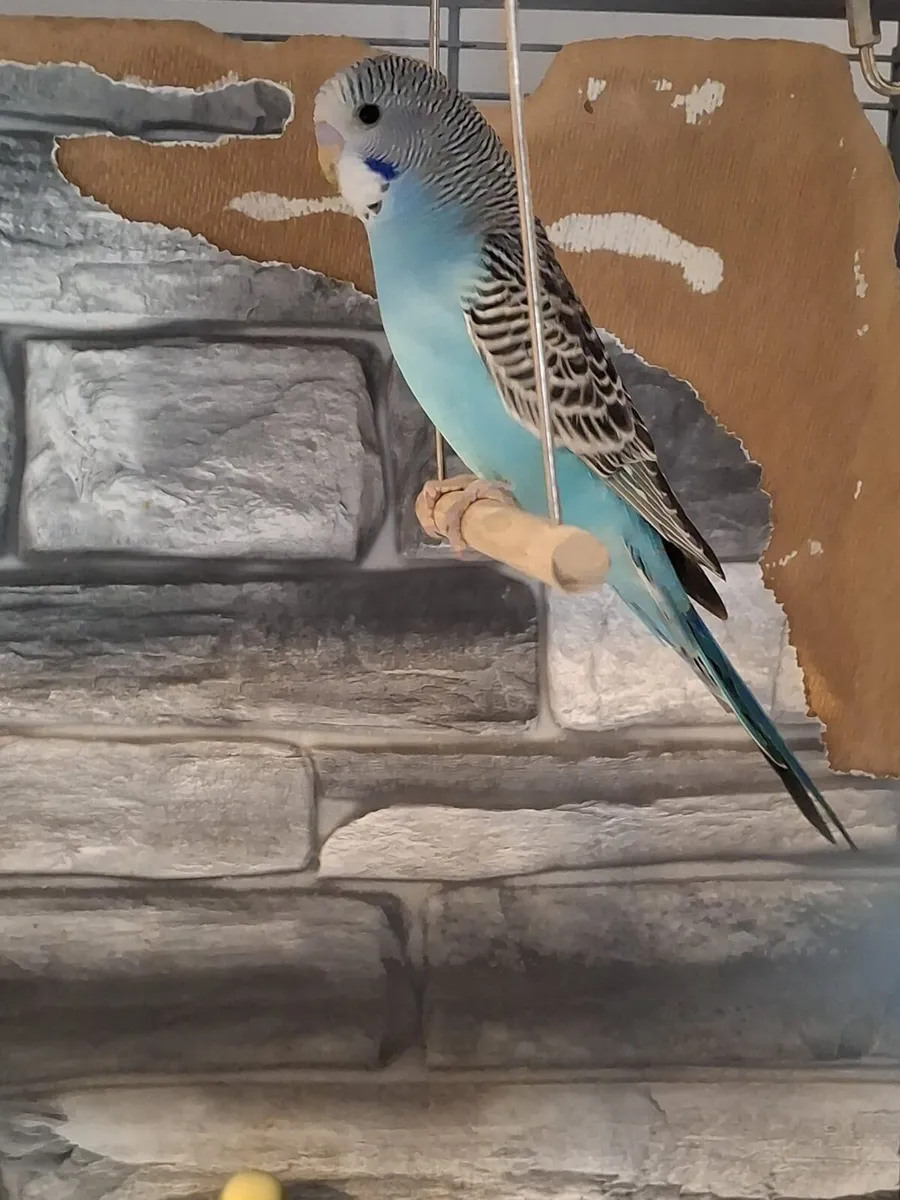 Pair of budgies - Image 2