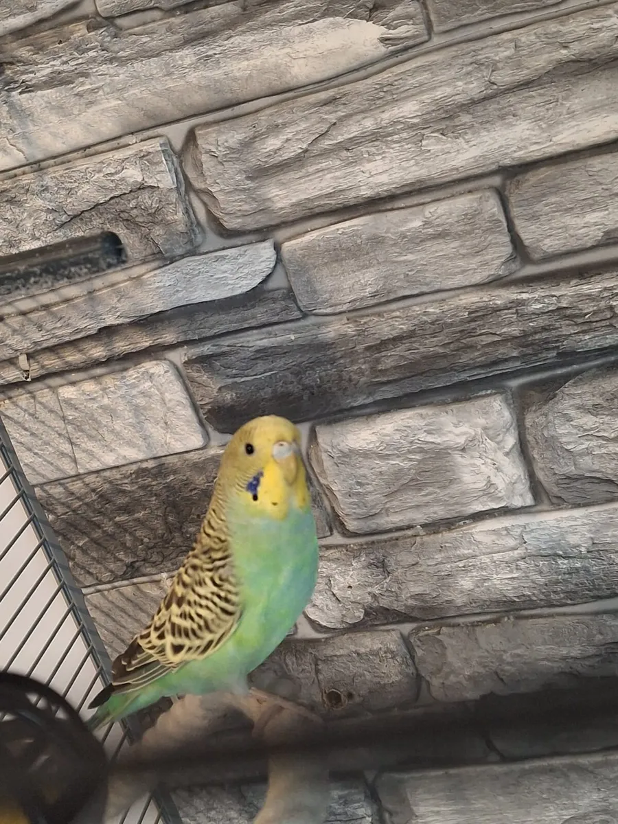 Pair of budgies - Image 4