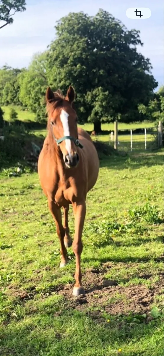 Horse for sale - Image 1