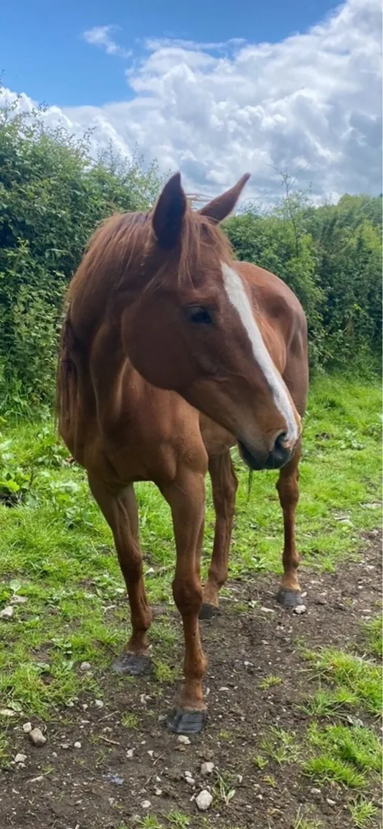 Horse for sale - Image 2