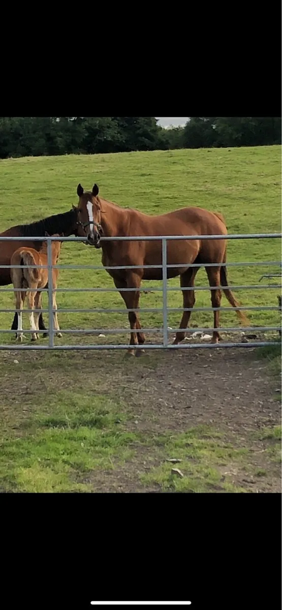 Horse for sale - Image 3