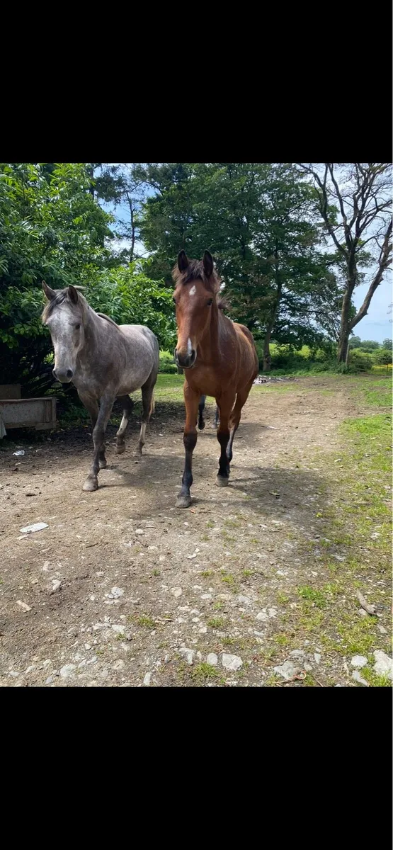 Horse for sale - Image 4