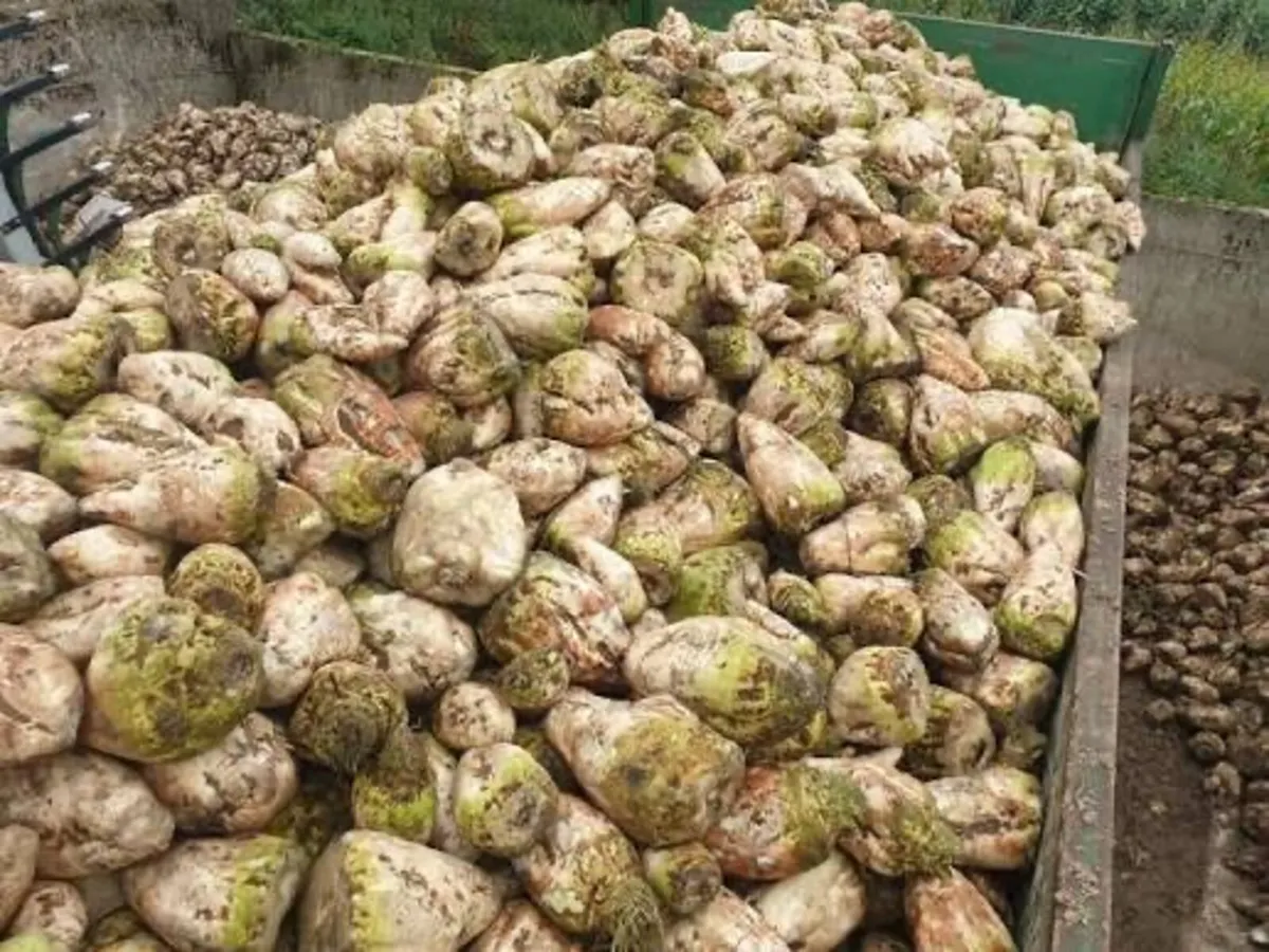 Sugar beet
