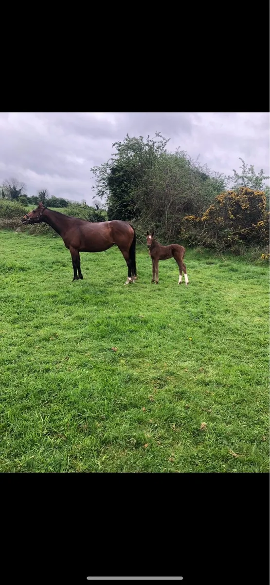 Horse for Sale - Image 2