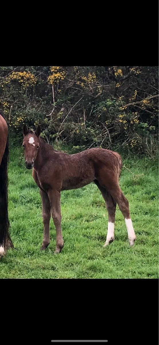 Horse for Sale - Image 3