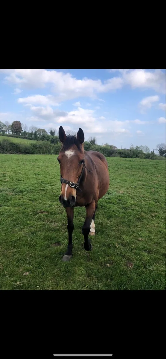 Horse for Sale - Image 4