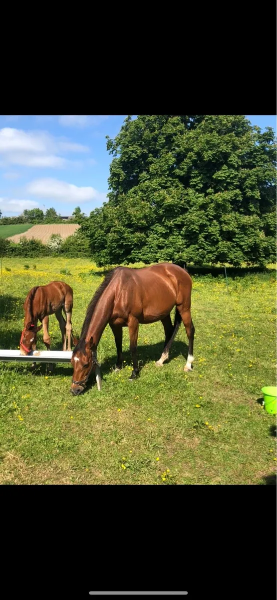 Horse for Sale - Image 1