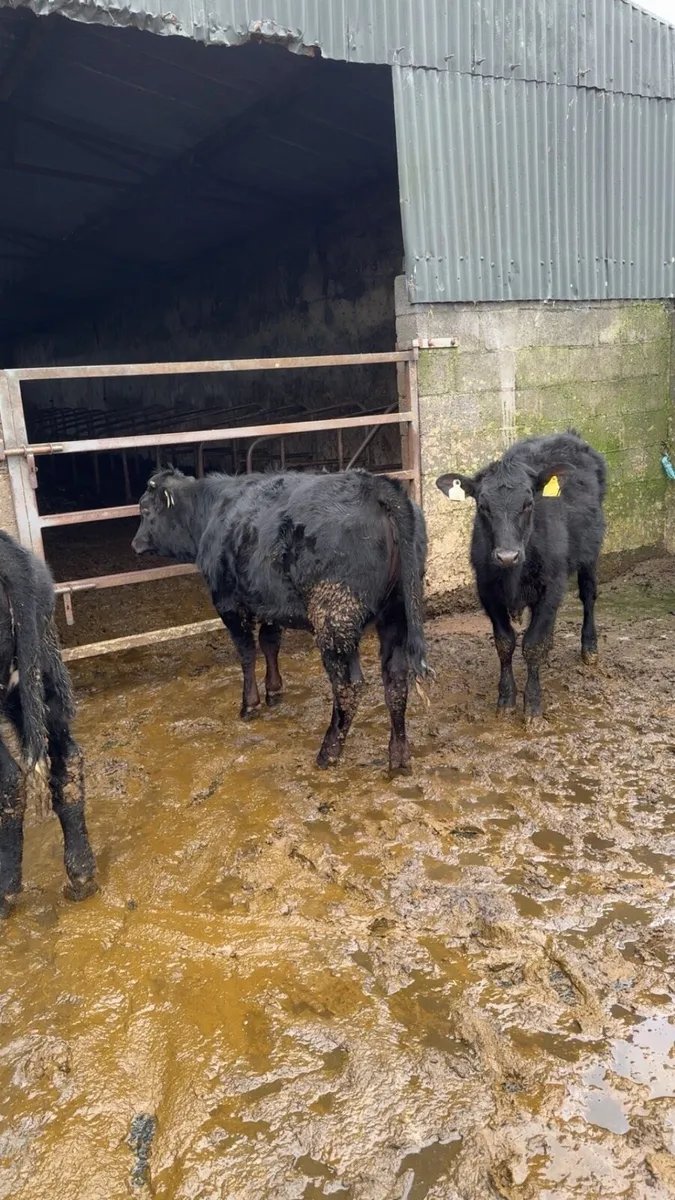 Heifer Weanlings - Image 2