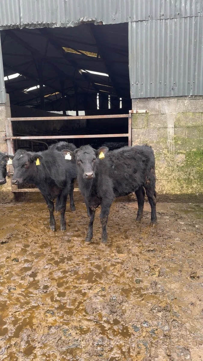 Heifer Weanlings - Image 3
