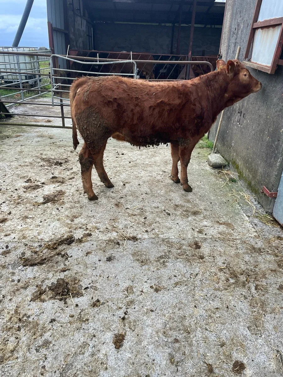 Heifer weanlings - Image 1