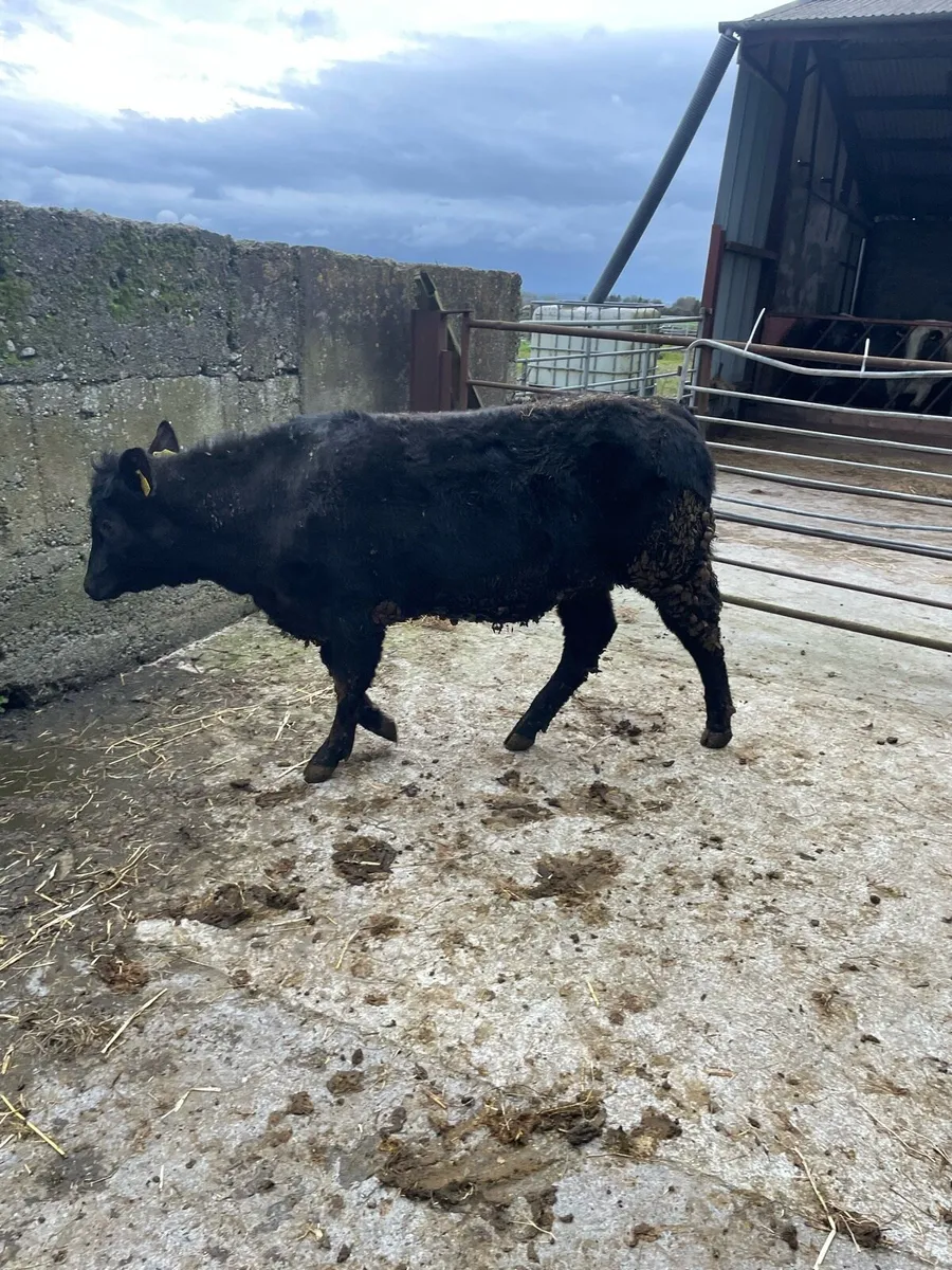 Heifer weanlings - Image 3
