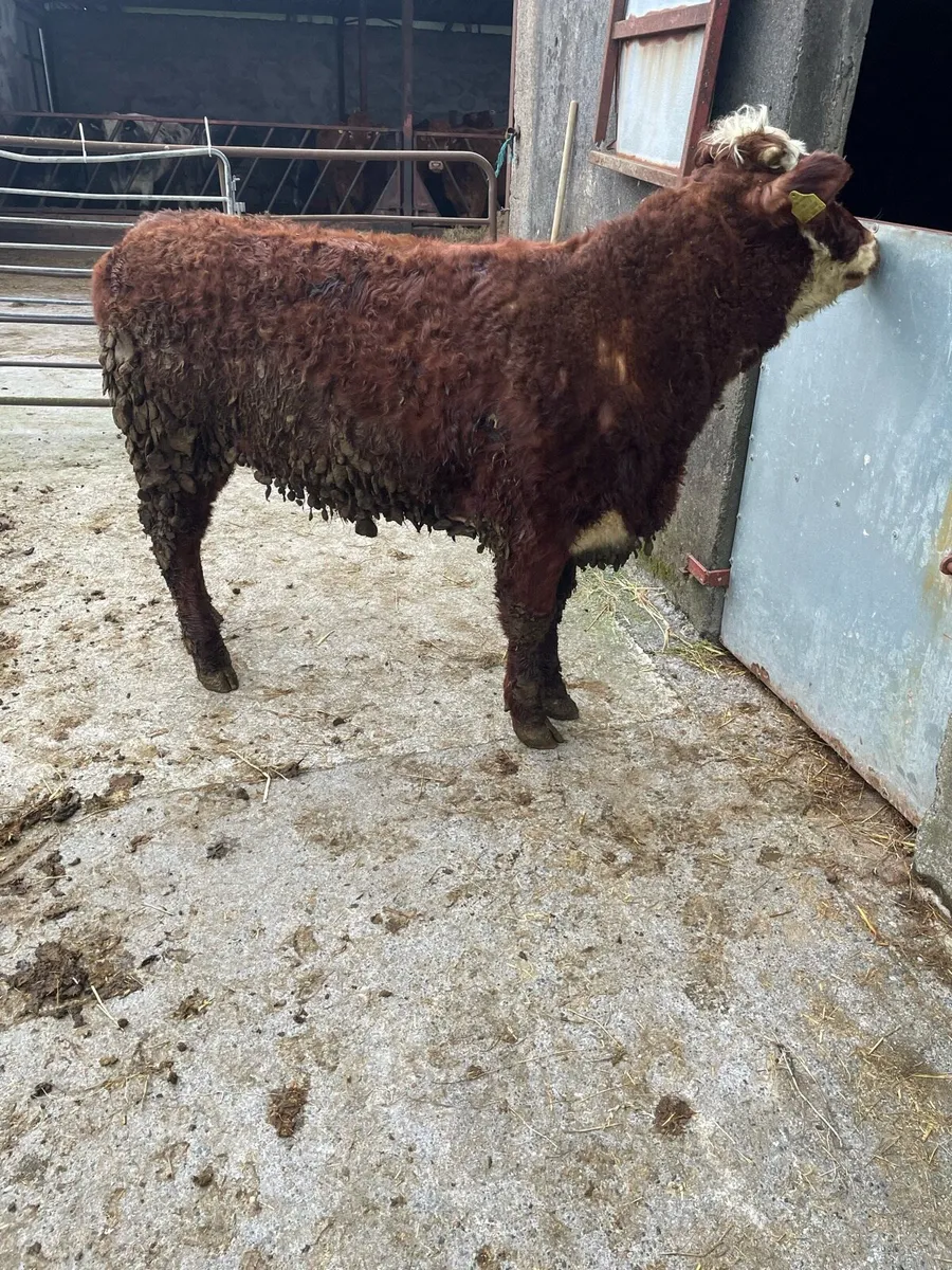 Heifer weanlings - Image 4