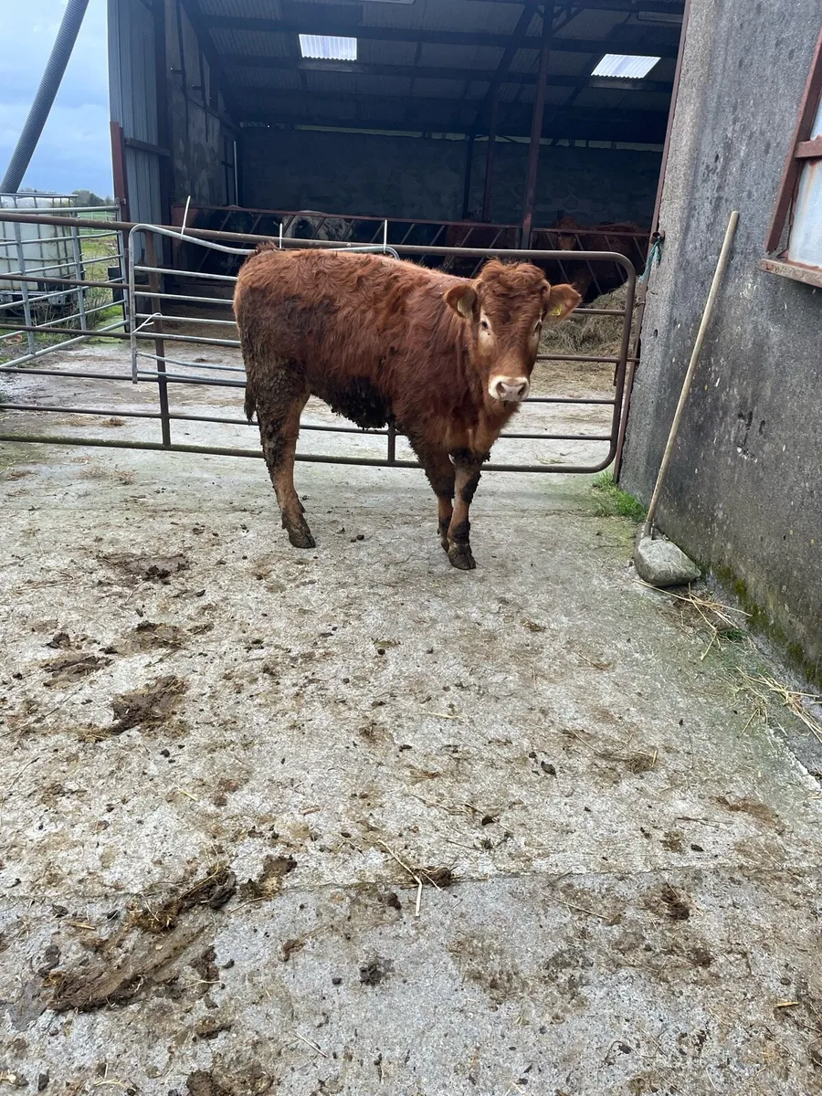 Heifer weanlings - Image 2