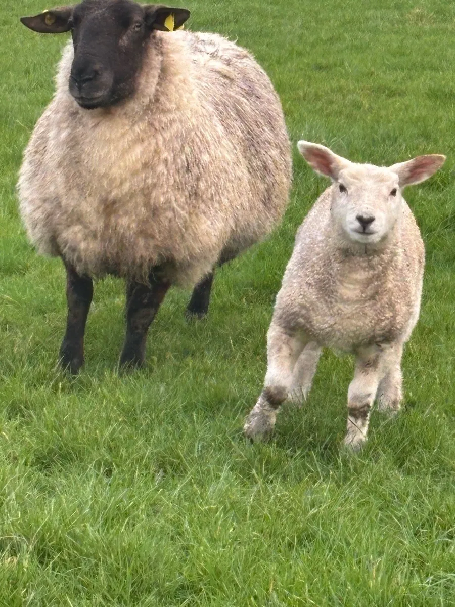 Ewes & Lambs - Image 4