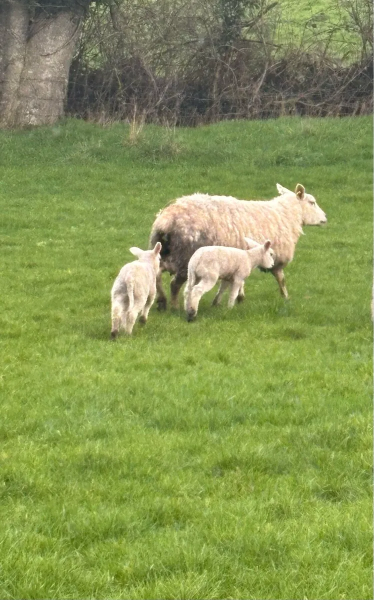 Ewes & Lambs - Image 2