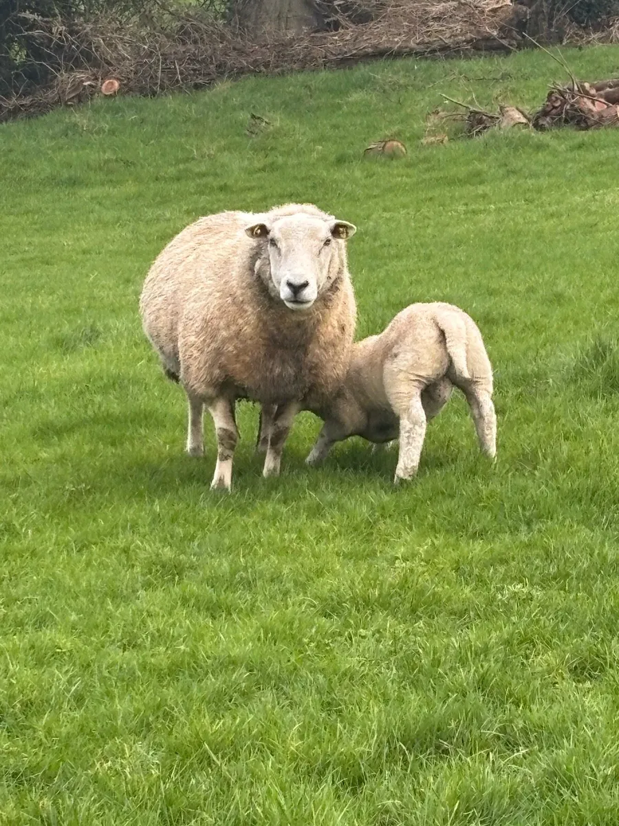 Ewes & Lambs - Image 3
