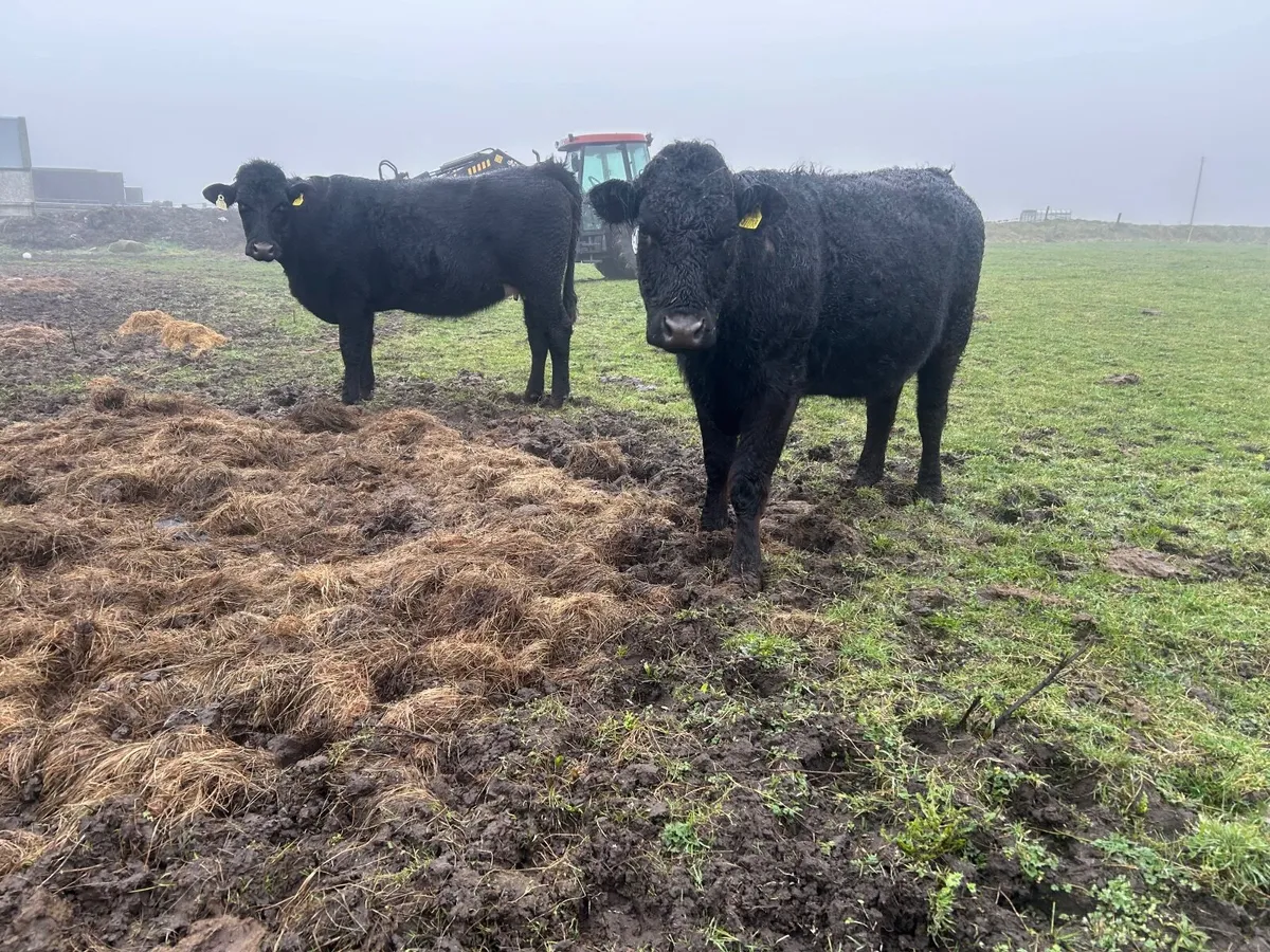 2  organic springers (.4 stars / ⭐ 5 stars) - Image 1