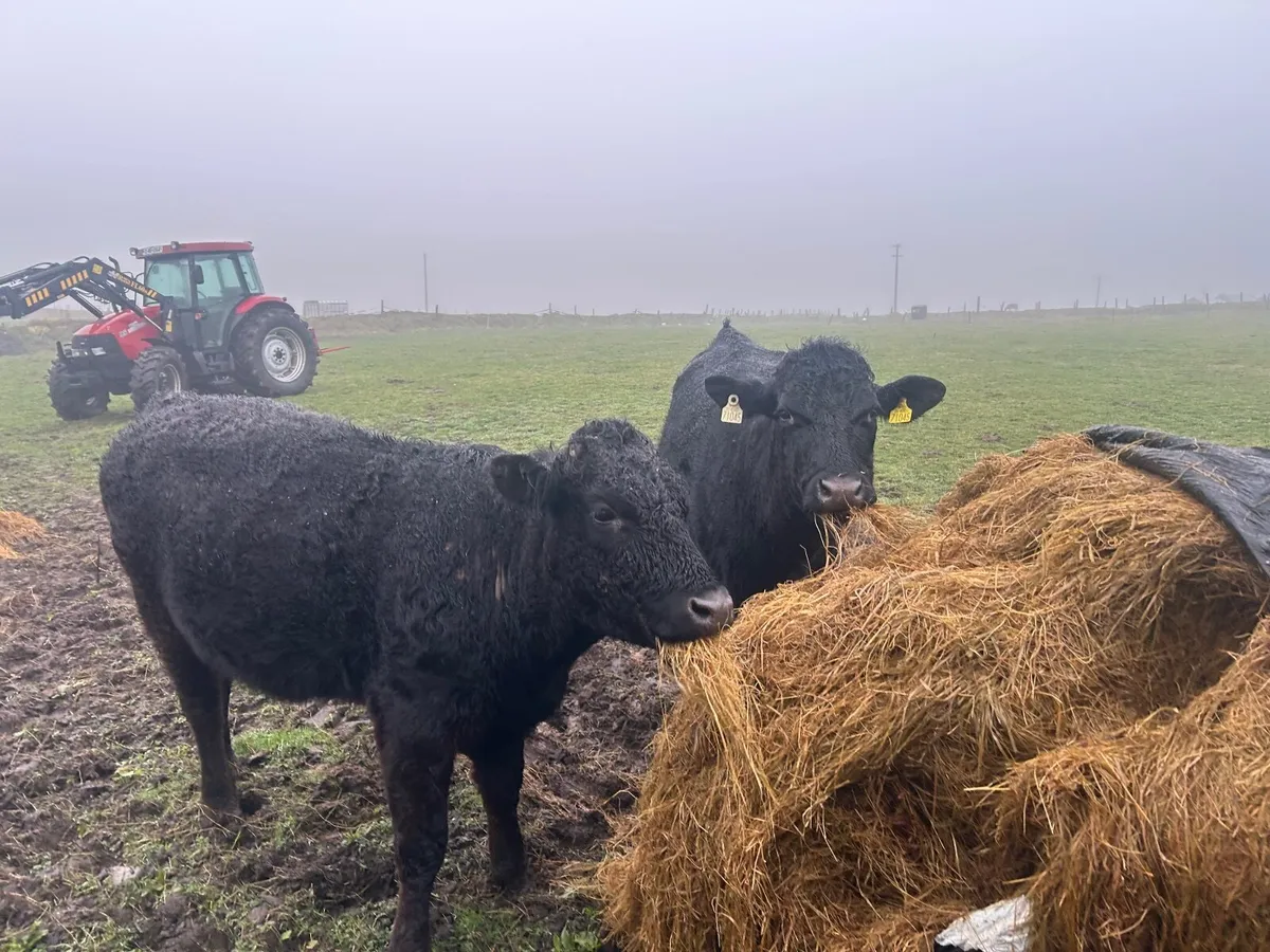 2  organic springers (.4 stars / ⭐ 5 stars) - Image 3