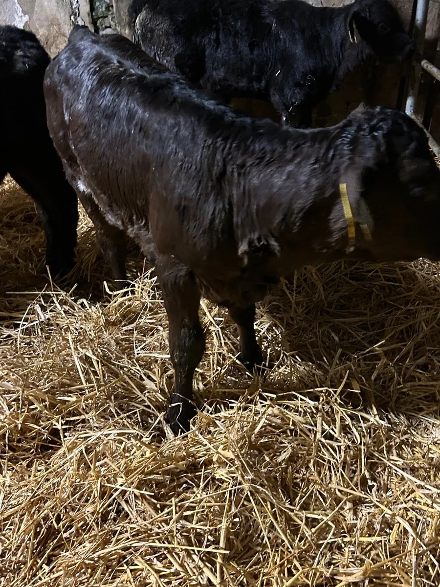 4 Angus Heifer calves - Image 4