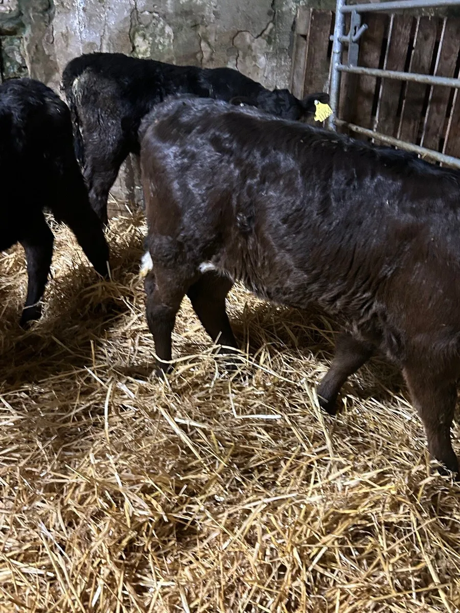 4 Angus Heifer calves - Image 1