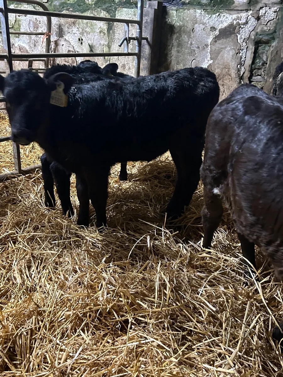 4 Angus Heifer calves - Image 3